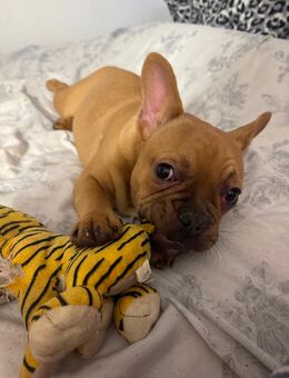 Französische Bulldogge - Köln