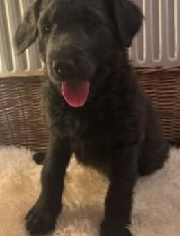 Labradoodle Welpe Süsser Knabe - Ilmenau