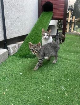🌻Sonniger Babykater Sammy🌻 - Eislingen (Fils)