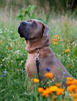 Cliff ein treuer Freund - Wettenberg