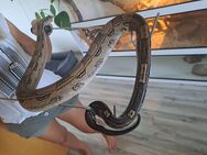 4 Boas inkl. grosse Terrarien abzugeben - Preis VHB - Dümmer
