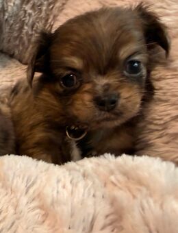 Chihuahua Welpe Rüde - Nordhorn