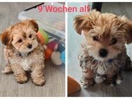 Malteser- Yorkshire Terrier-Welpen - Stephanskirchen