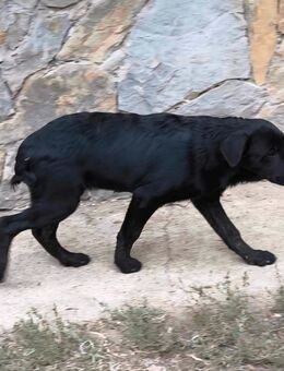 Aufgeweckte Mila - Tholey