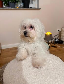 💖 Wunderschöner Malteser sucht ein liebevolles Zuhause 💖 - Betzdorf