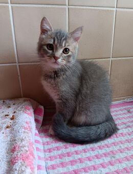 Britisch Kurzhaar Kitten 2 süße Schätze zu verkaufen - Leverkusen