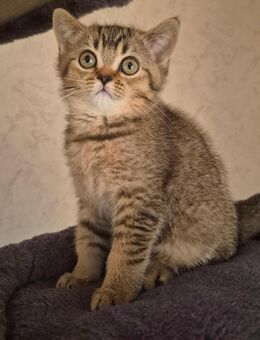 Bkh 2 Süßen kitten - Hörstel