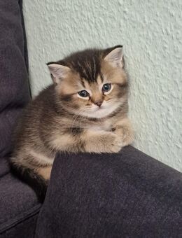Kater Britisch kurzhaar - Köln