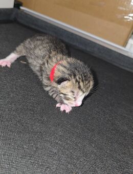 Kitten abzugeben - Mülheim (Ruhr)