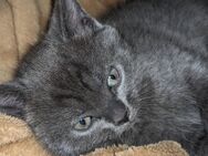 Mischlingskatze kitten - Winsen