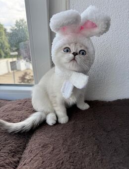 Zwei BKH Kitten (weiblich) - Oberndorf (Neckar)