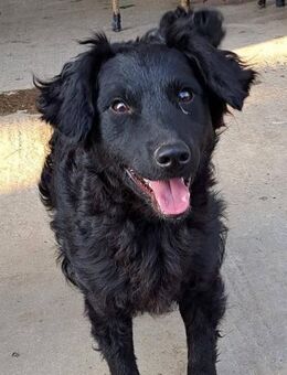 Mona, sehr sozial und aufgeweckt - Linden (Hessen)