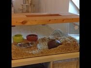 Terrarium Aquarium Mäusekäfig - Siegen (Universitätsstadt)