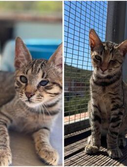 Bailey & Brandy - vertrauen sich blind - Walluf