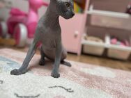 Sphynx Kätzchen in beste Hände abzugeben - Neumünster