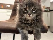 Maine Coon British KurzHaar BKH - Augsburg