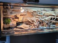 Terrarium mit 5 Leopardgeckos abzugeben - Nachrodt-Wiblingwerde