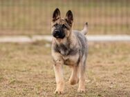 Sanfte Lassy sucht liebevolles Zuhause - Duisburg
