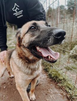 Nika Schäferhund-Power sucht dich! - Hamburg
