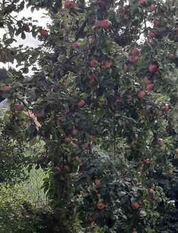 Bioäpfel und Birnen aus Hausgarten - Zeulenroda-Triebes