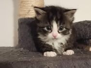 Schöne Maine Coon Kätzchen - Grafenau (Bayern)