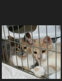 💗Ollie & Ellie suchen Nähe💗 - Eislingen (Fils)