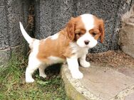 Cavalier king charles Spaniel Welpen - Gladbeck