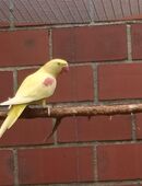 2,0 Großer Alexandersittiche Lutino abzugeben in 32369