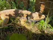 3 bartagamen 2 weibchen 1 männchen abzugeben - Diepenau