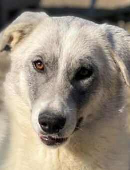 Charlina, geb. ca. 04/2021, Griechenland - Euskirchen