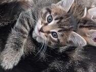 Main Coon Mix Babykatzen - Dahlem (Rheinland-Pfalz)