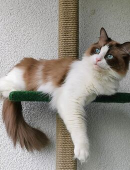 Ragdoll bicolour mink cinnamon Katzen abzugeben. Kastriert - Essen