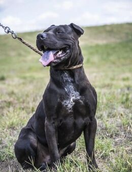 Apollo-SI Schönheit sucht seinen Mensch - Neustadt (Rübenberge)