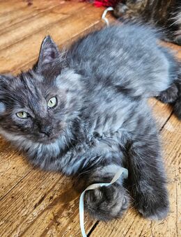 Kitten Mix Norwegische Waldkatze / BKH - Boppard
