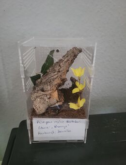 Spinnen Terrarium zu Verkaufen - Braunschweig