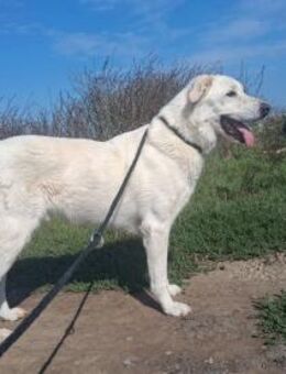 Teddy - sooo freundlich - Dreikirchen