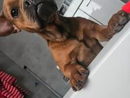 Französische Bulldoggenmix - Straußfurt
