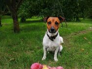 Deckrüde - Jack Russell Terrier - Tricolor - Waren (Müritz) Zentrum