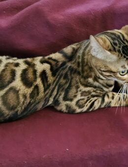 Bengalkatze umständehalber abzugeben - Kerpen (Kolpingstadt) Zentrum