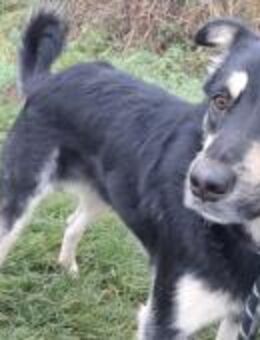 LEO sucht erneut - Neuried (Baden-Württemberg)