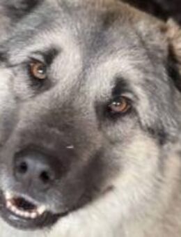 Josha ist ein braver Hundebub 🐾 - Elsdorf (Nordrhein-Westfalen)