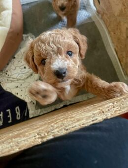 Pudel / Maltipoo - Bargfeld-Stegen