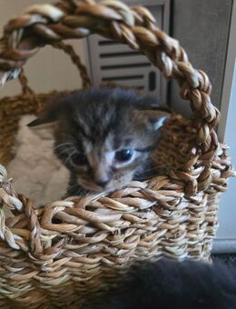 Maine coon Perser mixe - Kalbe (Milde)