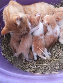 Katzenbabys/ Kitten rot von unserem Garfield - Callenberg