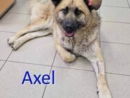 AXEL ❤ sucht Zuhause oder Pflegestelle - Langenhagen