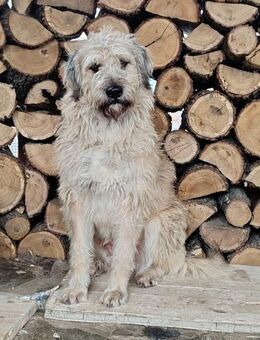 Joly; Traumhündin - Geilenkirchen