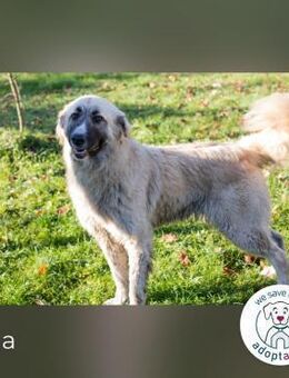 Ayla Möchtest du ihr die Welt zeigen? - Kirchzell