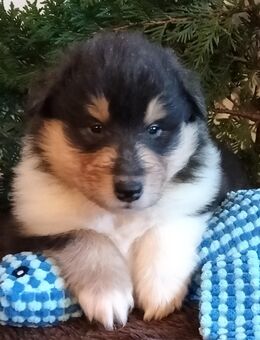Tricolour Langhaarcolliewelpen (Hündinnen) aus VDH Hobbyzucht - Wiesbaum