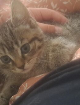 2 süße bkh Mix kitten abzugeben - Wolfhagen
