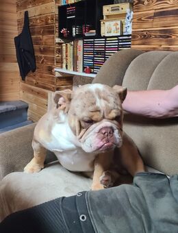 New English Bulldog Rüde Schoko merle tricolor - Heiligengrabe